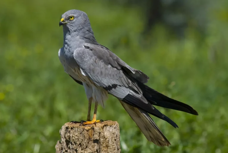 Aguilucho Cenizo - Pequeño halcón gris cazador