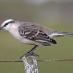 Calandria - Alegre ave esteparia cantora