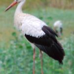 Cigüeña común - Cigüeña blanca y negra migratoria