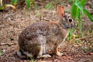Conejo de monte: "Símbolo de fertilidad, supervivencia en la naturaleza"
