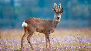 Corzo: "Elegante herbívoro, silueta grácil de bosques europeos