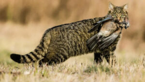 Gato montés español: "Felino esquivo, sombra misteriosa de la península