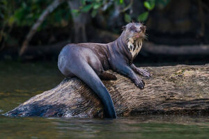 Nutria: "Hábil nadadora, armonía fluvial de elegancia acuática