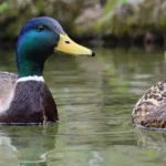 Pato común - Ave acuática de plumaje verde