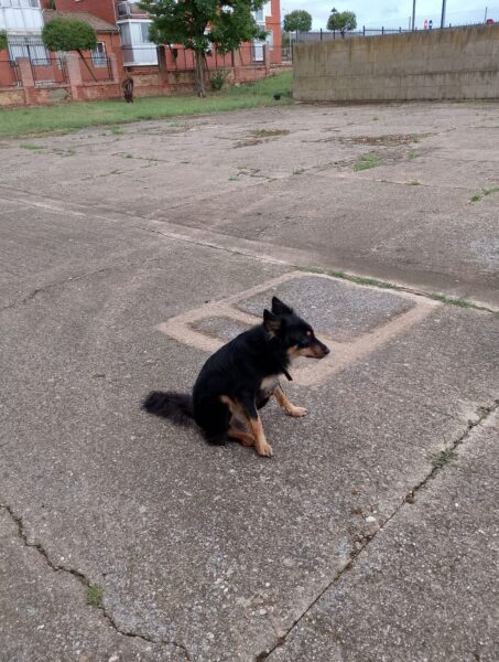 Perrita